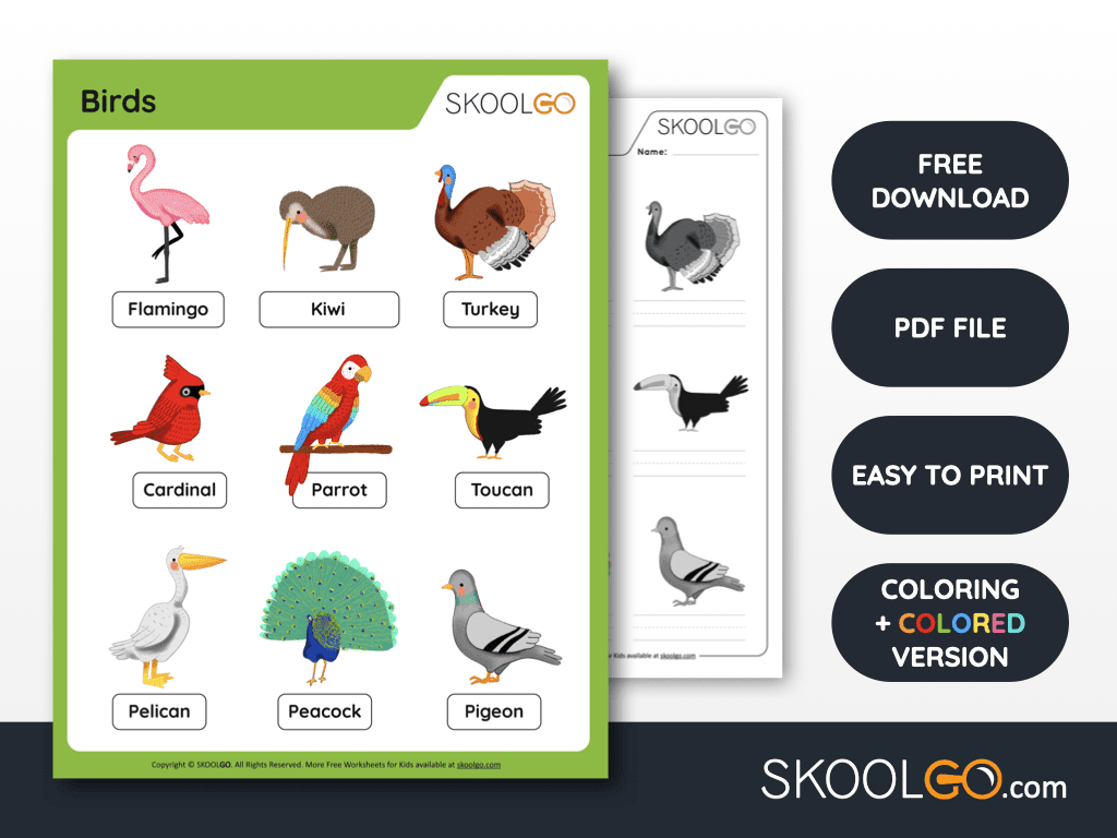 Birds Worksheet For Kindergarten Pdf Kindergarten Worksheets Birds Worksheet For Kindergarten Pdf Kindergarten Worksheets