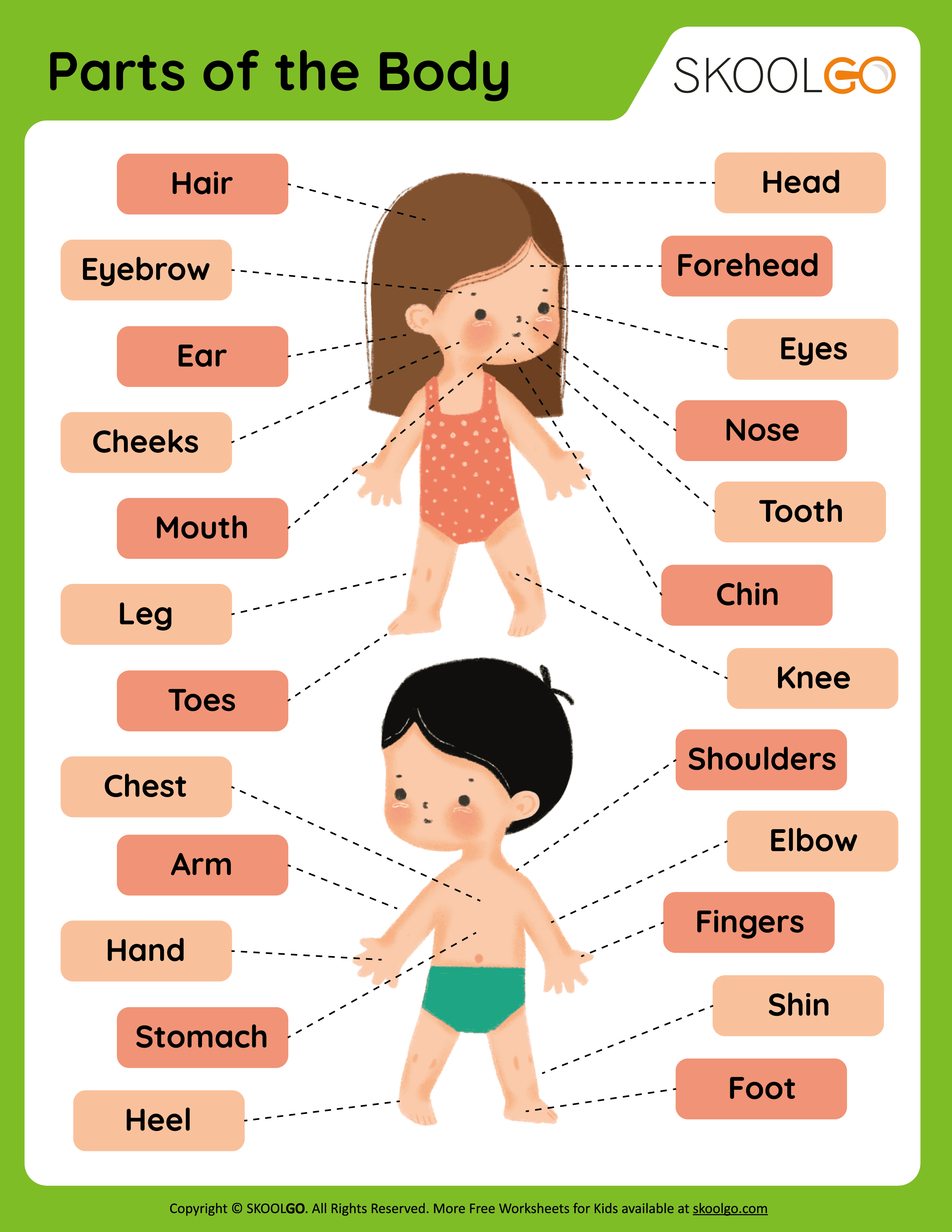 parts of the body for kindergarten pdf