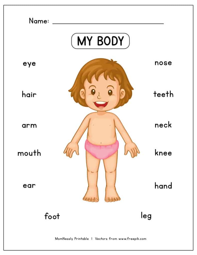 Parts Of The Body Kindergarten Worksheets